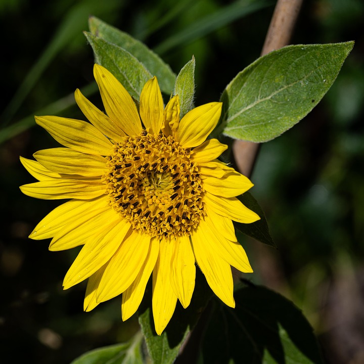 Sunflower Flower Plant Yellow - Free photo on Pixabay - Pixabay