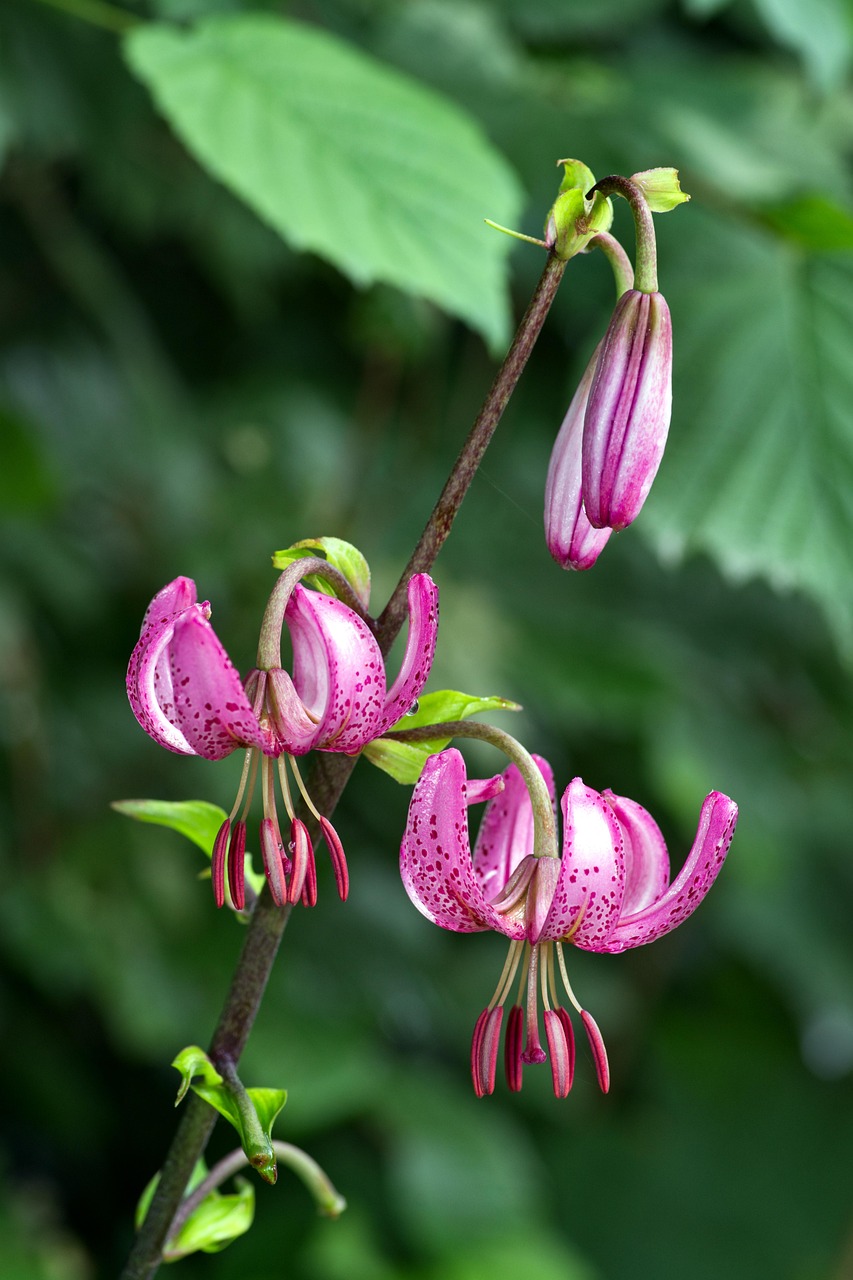 Lys Martagon Fleurs Plantes - Photo gratuite sur Pixabay - Pixabay