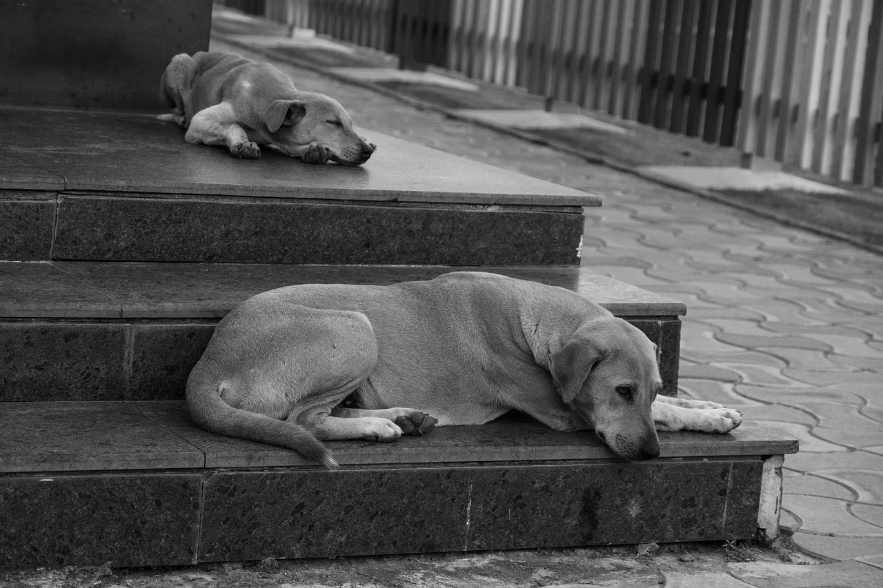 Dog Stairs Resting Free photo on Pixabay Pixabay
