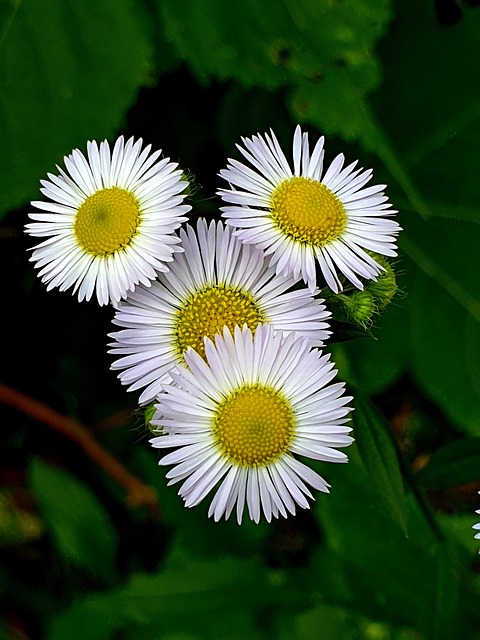 Free Daisy Flowers photo and picture
