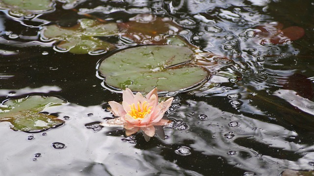Free Waterlily Nature photo and picture