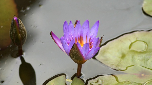 Free Water Lily Flower photo and picture