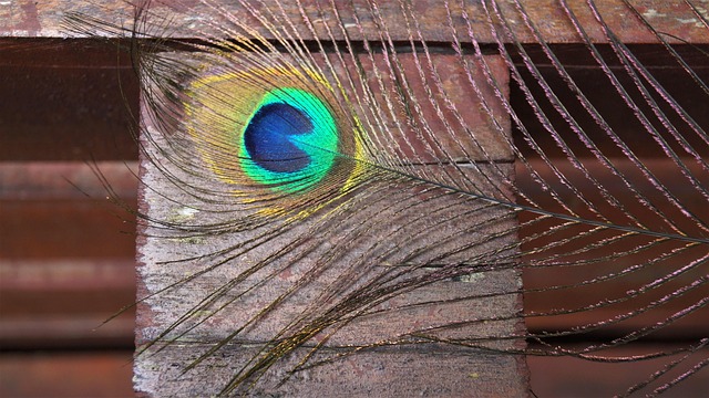 Free Pen Bird photo and picture