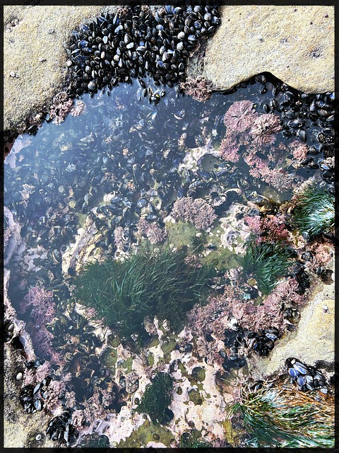 Tidal Pool Drop rachelkivey - Pixabay