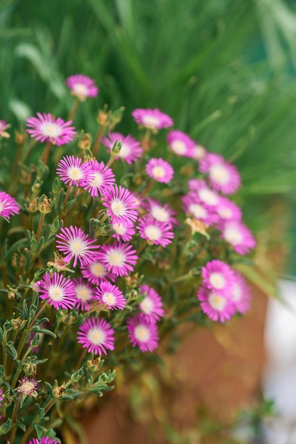 Free Flower Flowers photo and picture