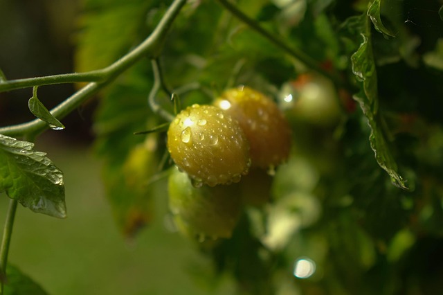 Free Green Tomatoes photo and picture