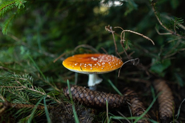 Free Mushroom Red Mushroom photo and picture