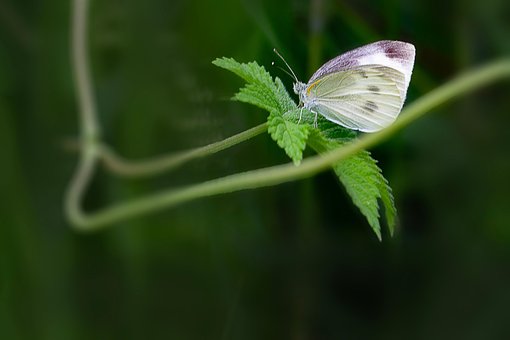 蝴蝶, 大自然, 昆虫, 翼, 动物, 景观, 抽象, 森林, 花园, 草甸