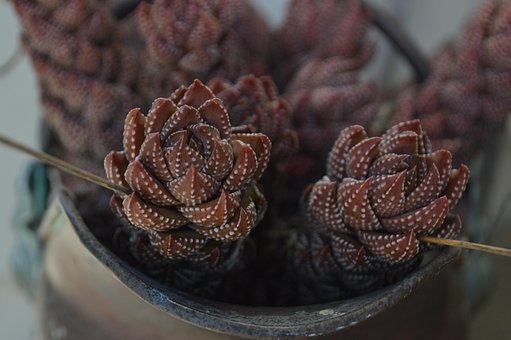 Planta, Suculento, Vermelho, Carmesim