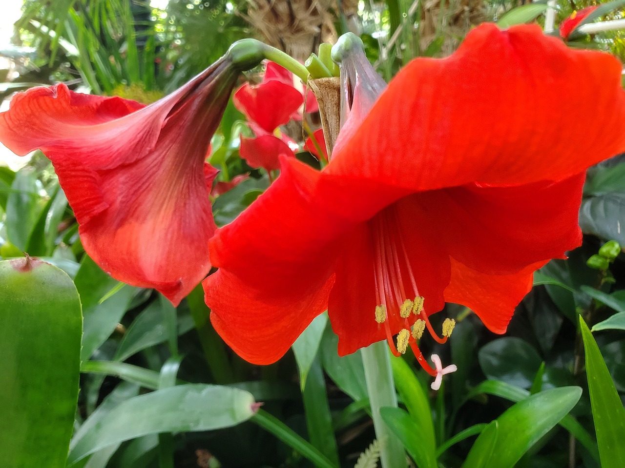 Fleurs Bloom Fleurir - Photo gratuite sur Pixabay - Pixabay