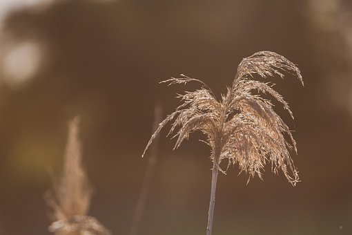 Zomer, Waterfront, Reed, Plant