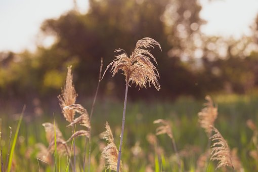 Zomer, Natuur, Reed, Plant