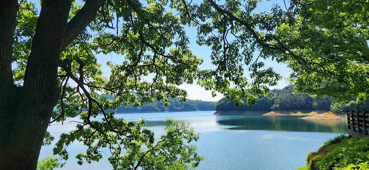 Free Cheongnamdae Lake Tree photo and picture