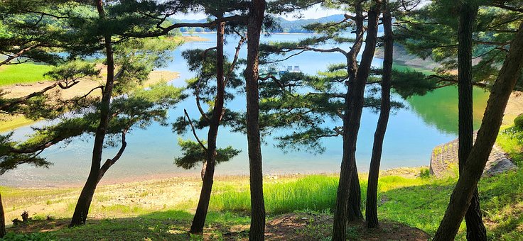 Free Pine Lake photo and picture
