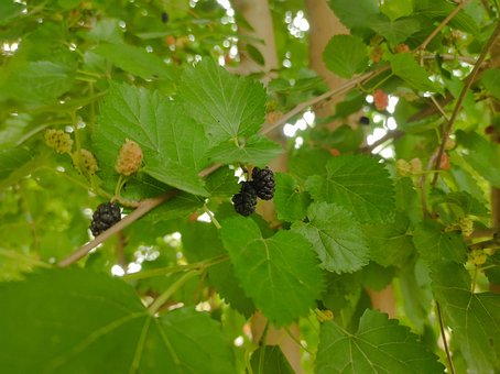 Free Mulberry Black Mulberry photo and picture
