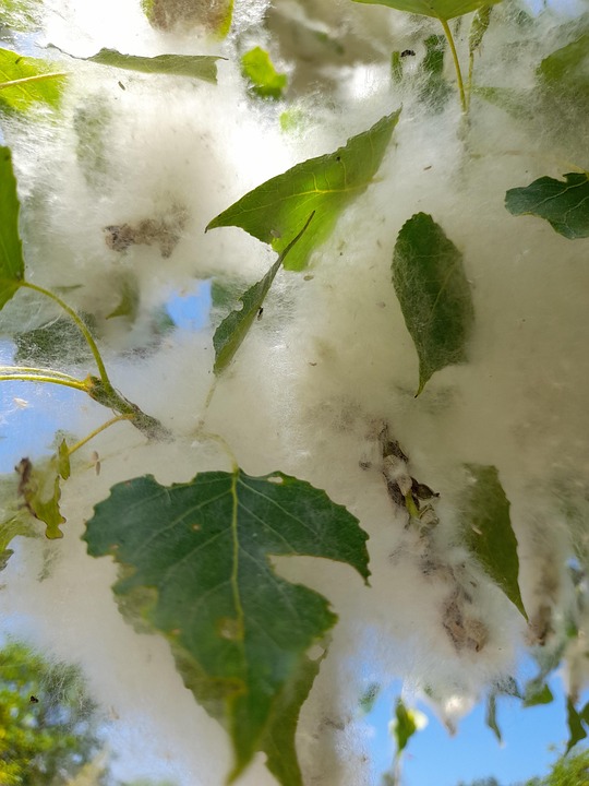Sheets Tree Pollen Free photo on Pixabay Pixabay