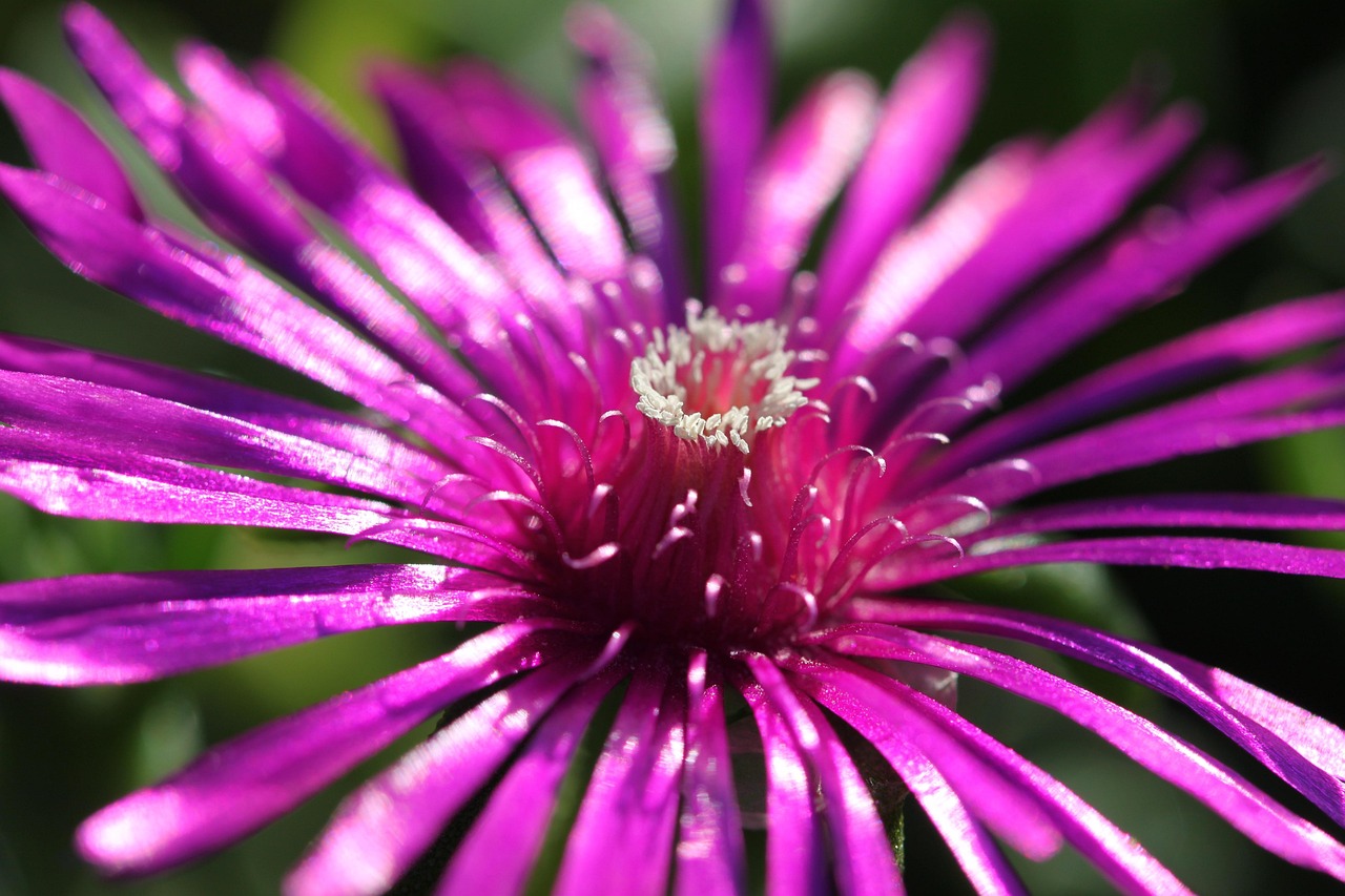 Flower To Bloom Greasy Plant - Free photo on Pixabay - Pixabay