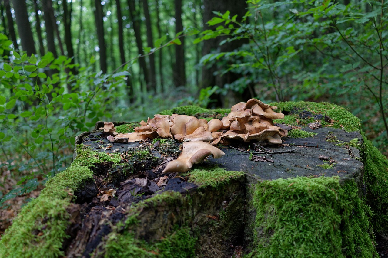 Pădure Trunchi De Copac Ciuperci - Fotografie gratuită pe Pixabay - Pixabay