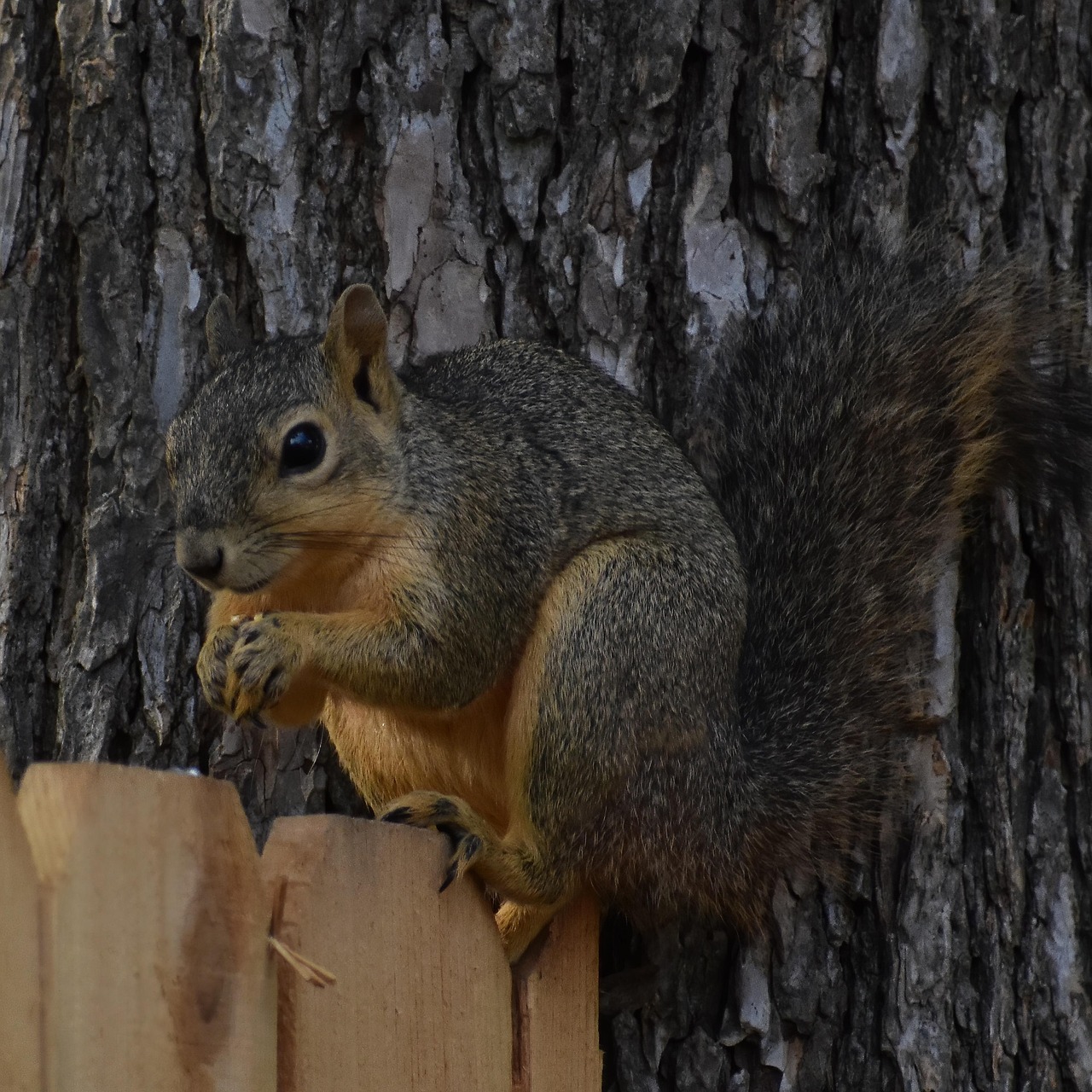 Squirrel Rodent Mammal Free photo on Pixabay Pixabay