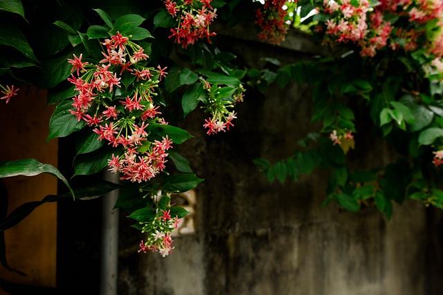 Free Plant Flower photo and picture