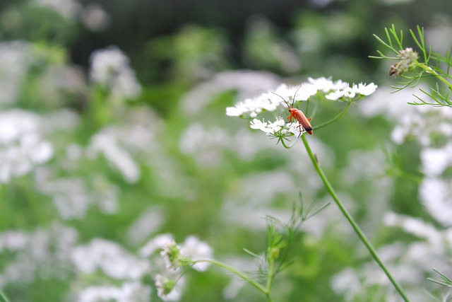 Inseto, Insetos, Natureza, Flora, Fauna