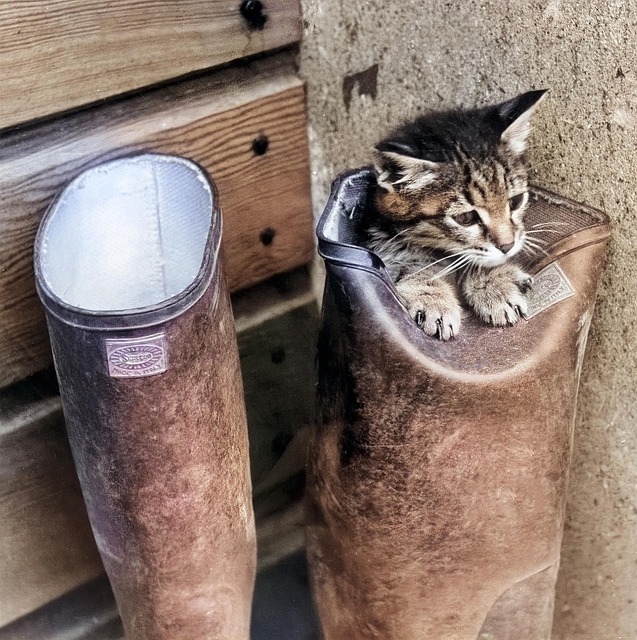 Kat, Laarzen, Water, Horloge, Fotografie