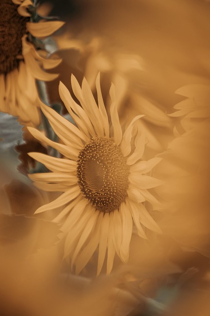 Free Flower Beautiful Flowers photo and picture