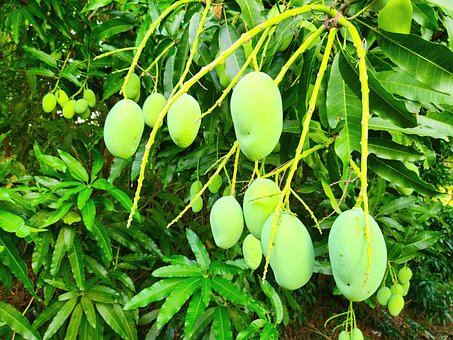 Mango'S, Mango, Fruit, Boom