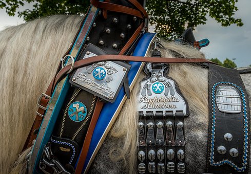 Kaltblut, Platos, Caballo, Entrenador
