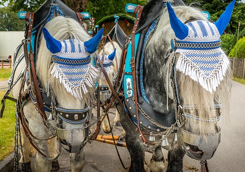 Caballo, Entrenador, Joyería, Pendientes