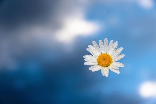 Margarita, Flores, Planta
