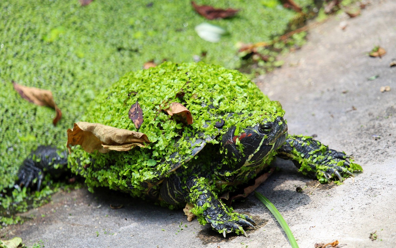 SCHILDKRÖTE Reptil-Warnschild Aluminium 30,5x20 Cm – Selbstklebend Oder Mit Löchern, A4-Format