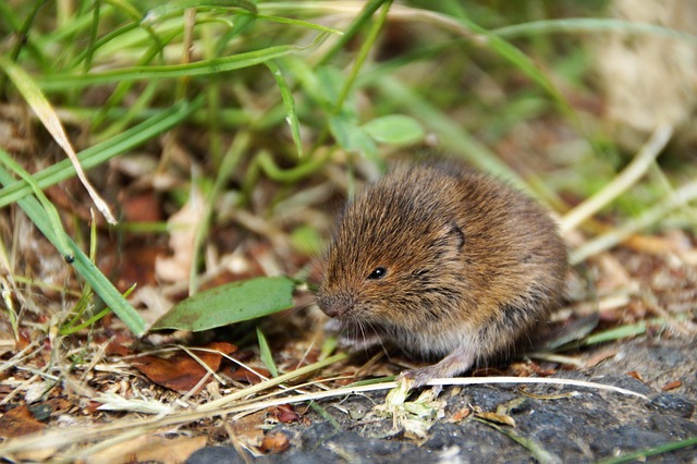 Free Mouse Rodent photo and picture