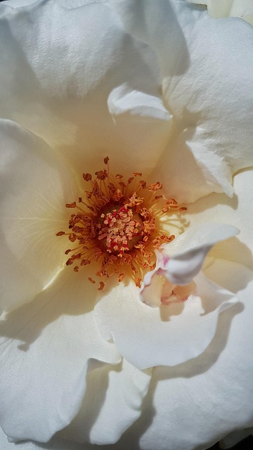 Free Rose Flower photo and picture