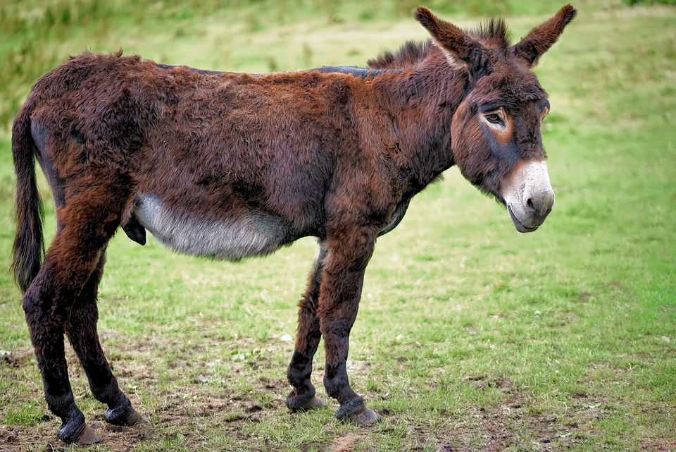 Pyrenean Donkey Mammal - Free photo on Pixabay - Pixabay