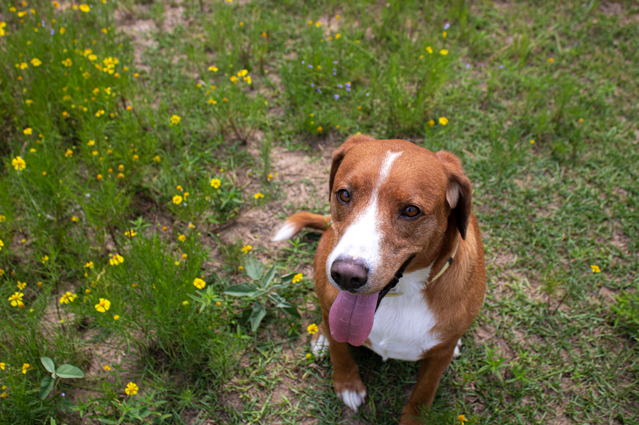 40 Free Labrador Dog Background Labrador Images Photo Inspiration