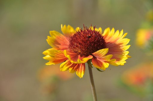 Blomst, Kokardemel, Kokarde, Kronblade