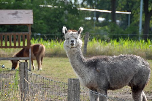 Alpaca, Lama, Dyr, Bjerg, Camelus Pacos