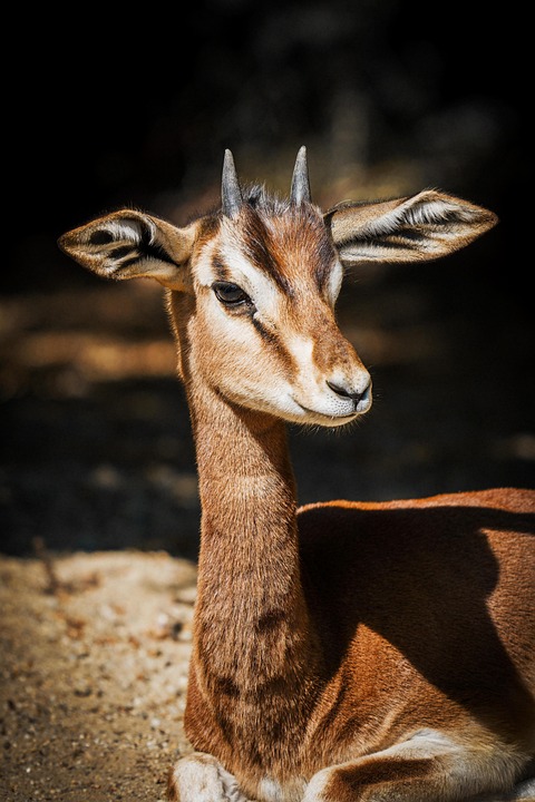Ariel Gazelle Dorcas - Free photo on Pixabay - Pixabay