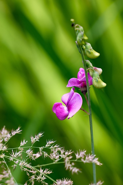 Flor, Plantas, Ervilha, Flora, Natureza