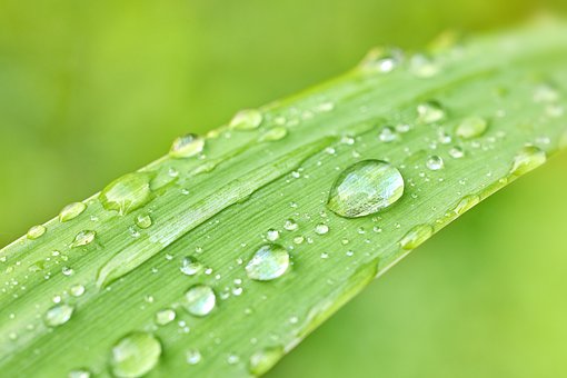 Folha, Planta, Gotas De Água, Gotas