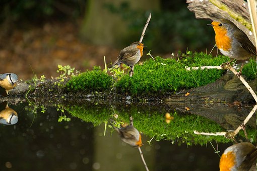 Fugl, Robin, Vand, Natur, Landskab