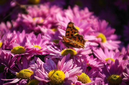 Flor, Natureza, Borboleta, Panorama, 배경