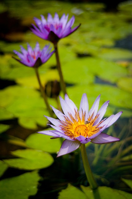 Lótus, Flores, Flores Roxas
