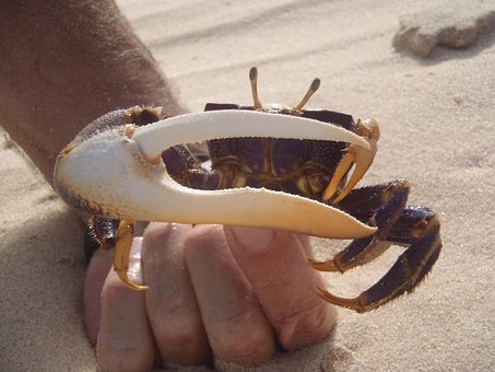 Free Crab Desert photo and picture