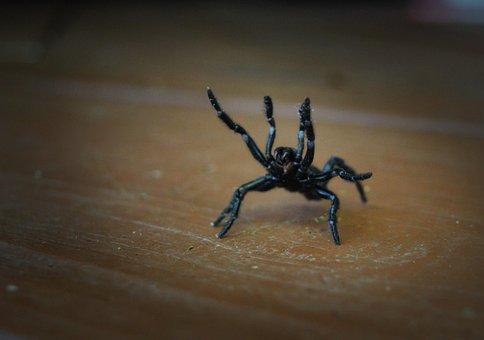 Free Spider Web photo and picture