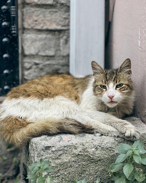 Katze, Tier, Haustier, Kätzchen, Draußen