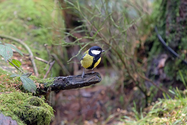 Vogel, Schottland, Vogelkunde, Kohlmeise