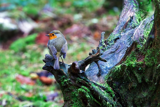 Vogel, Tier, Tierwelt, Nahaufnahme