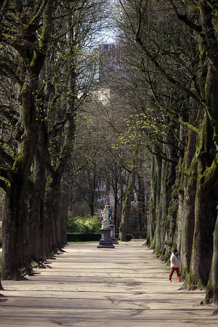 Brüssel, Belgien, Park, Bäume, Person